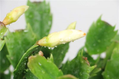 蟹爪蘭葉子干枯 蟹爪蘭救治方法與養(yǎng)護(hù)技巧